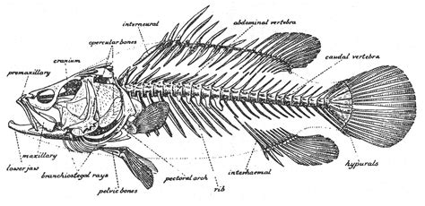 fish skeleton diagram 